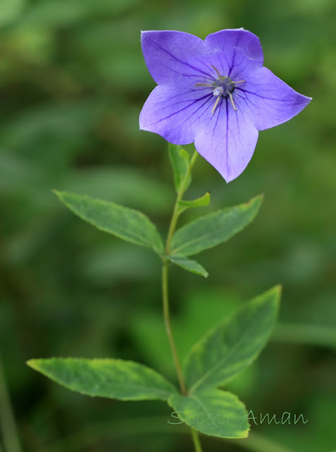 Platycodon grandiflorus