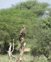 Eastern imperial eagle, Tanzania - photo by Daniel St-Laurent, Jan. 2018