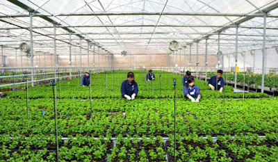 Tuyển 3 nữ lao động làm công việc trồng trọt tại Aichi Nhật Bản