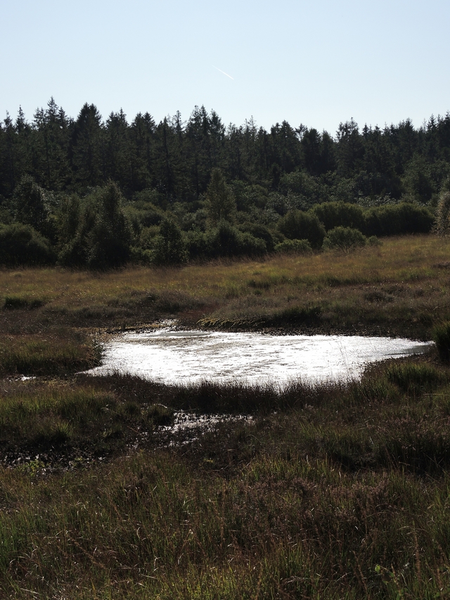 Eupen: wandelen in het Brackvenn