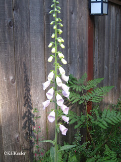 foxglove