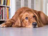 Dysplasie De La Hanche Chez Le Chien