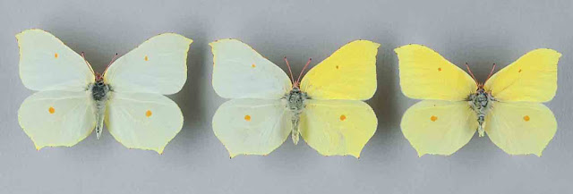 lepidoptera, gynandromorph, butterfly