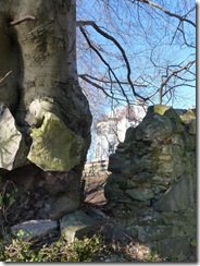 the tree