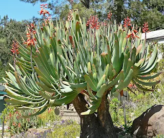 Aloe Plicatilis