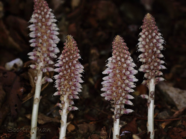 Lathraea japonica