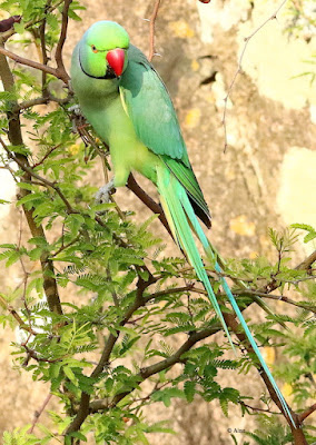 "Rose-ringed Parakeet - resident, perched on babool bush."