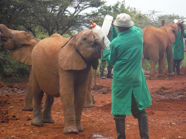 Alimentando al bebé elefante