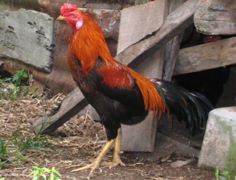 Ayam Kampung Jago