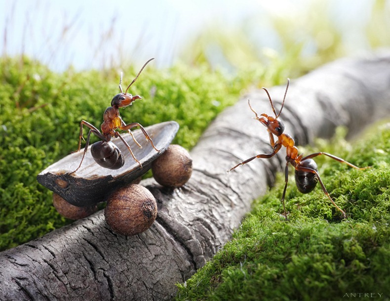 andrey-pavlov-ants-4