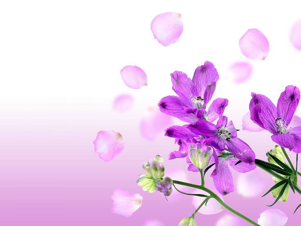 Violet Flower Desktop Wallpaper