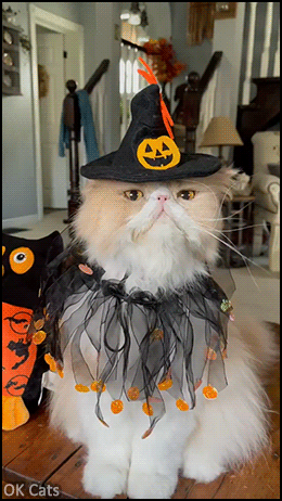 Halloween Cat GIF • What’s up Witches? Witching you a Happy Halloween week! [ok-cats.com]