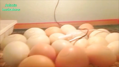 Incubación de huevos de gallinas y aves de corral