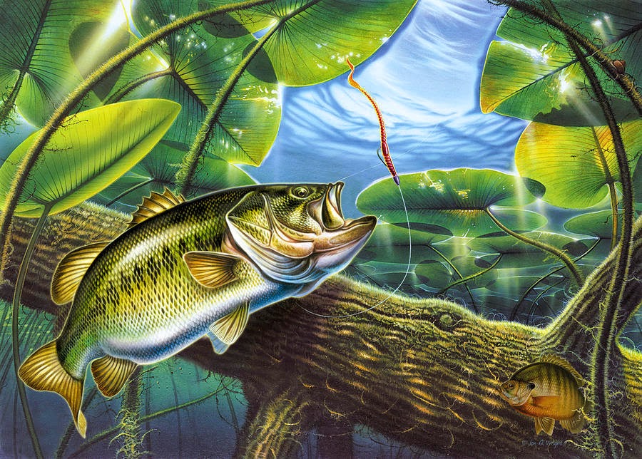 Fish R Bass Fishing Wallpaper Afalchi Free images wallpape [afalchi.blogspot.com]