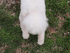 Standard white poodle's fluffy tail 