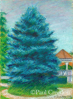 blue spruce tree