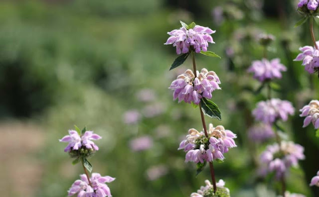 Jerusalem Sage Flowers