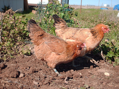 chickens in the garden