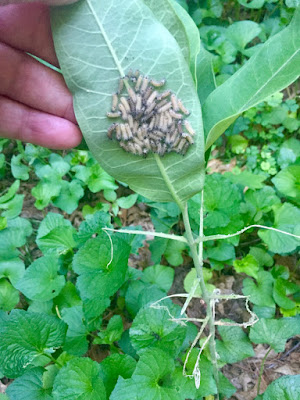 milkweed tussock moth larvae