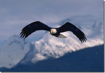 244917-eagle-wings_869