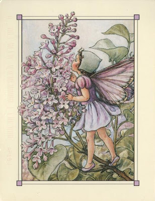 Illustration of a fairy dressed in lilac and a lilac blossom, for a children's book