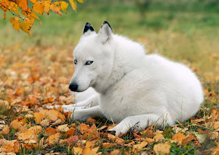 white siberian husky