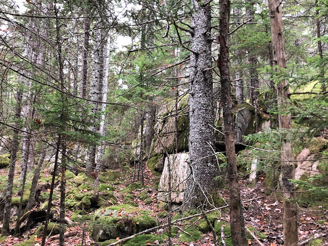 boulders in a forest