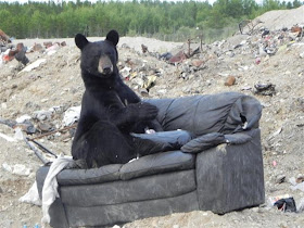 Chill bear, funny bear, bear sits on couch