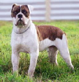 Bulldog Dog Breed Images Dog Pictures Online