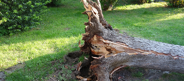 Armillaria damages root systems until they cannot secure the tree in place resulting in windthrow