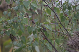 Mealy Redpoll