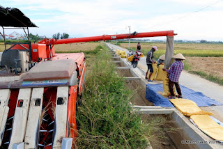 PRIMERA COSECHA DE ARROZ 2021 EN HOI AN, VIETNAM