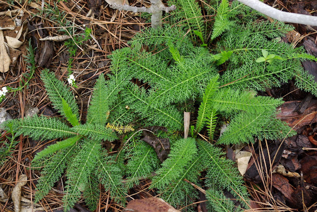 Achillea millefolium - Yarrow