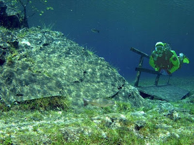 Beautiful Underwater Meadow