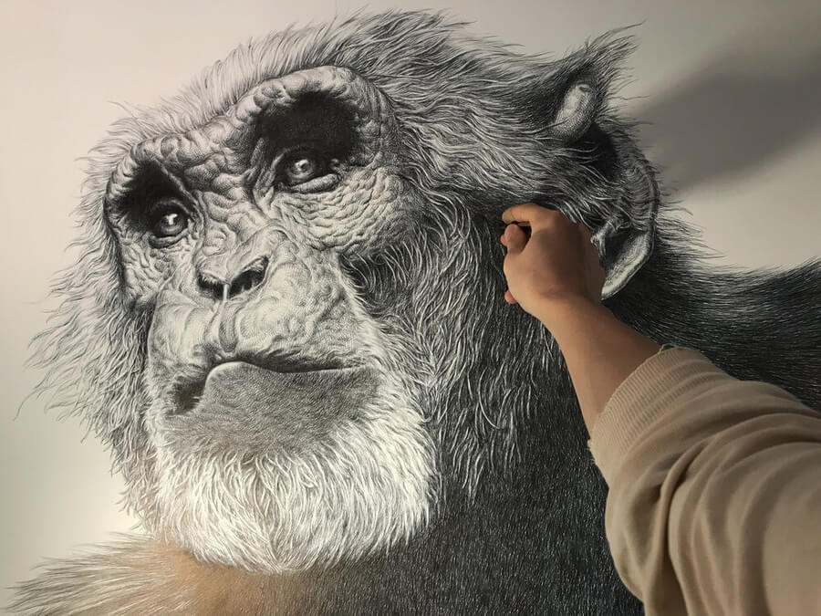 02-Ape-portrait-Animal-Drawings-Guno-Park-www-designstack-co