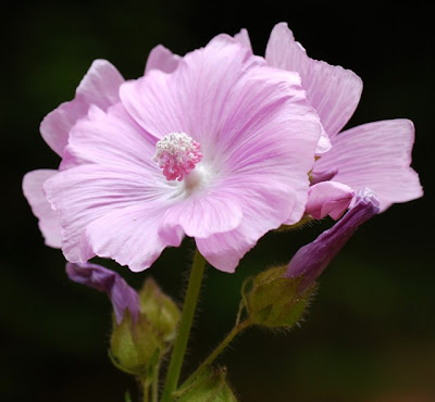 Musk Mallow