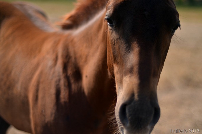 Horses3