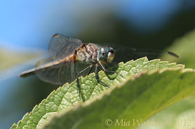 blue dasher dragonfly