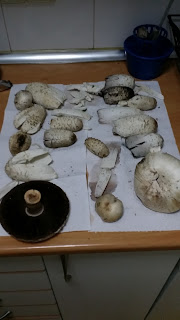 Mushroom preparation before they transform into ink