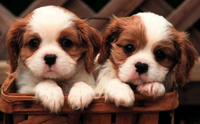 Cute Puppies Pictures