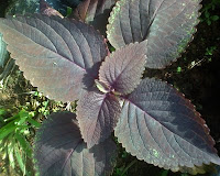 Daun Iler / Jawer Kotok (Coleus Scutellarioides) 