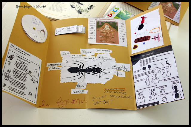 lapbook fourmis coschooling ief