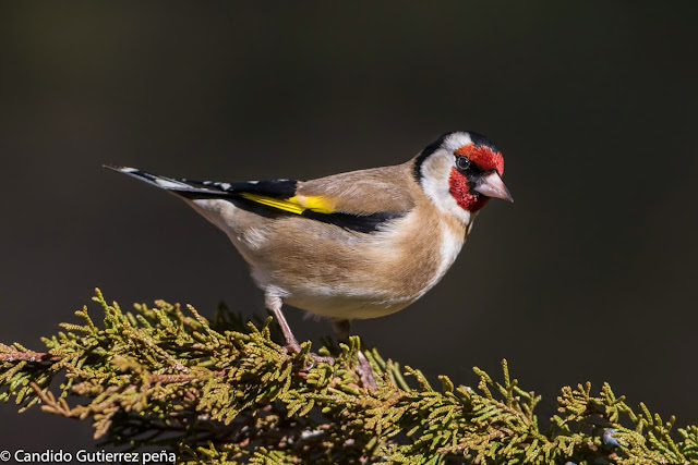 CARDUELIS CARDUELIS, FRINGILLIDAE, HIDE MOTILLA PALANCAR, JILGUERO, PASSEIFORME, 