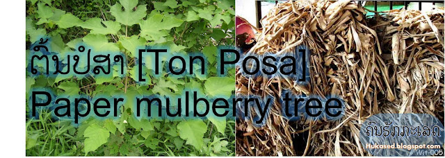 http://hukased.blogspot.com/2016/09/ton-posa-paper-mulberry-tree.html