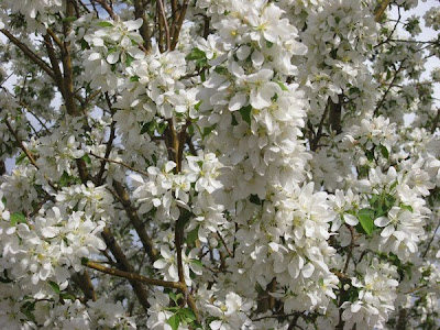 標高1600ｍ アメリカ在住空手女子のブログ ボールダーの白い花は 雪の花