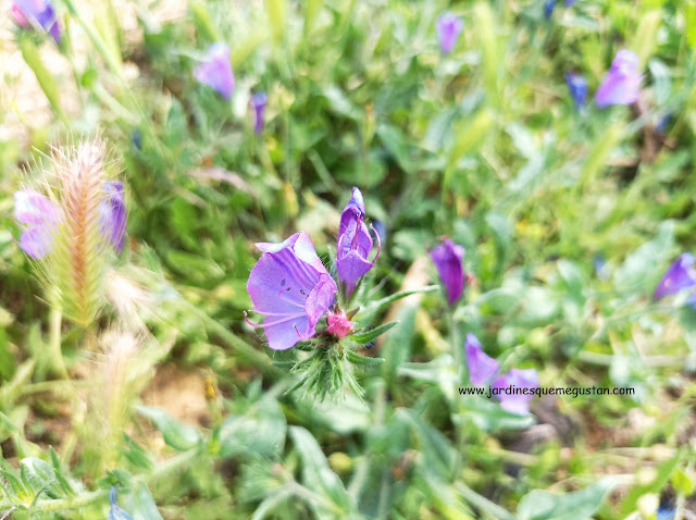 Echium vulgare