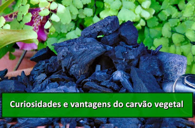 Curiosidades e vantagens do carvão vegetal nas plantas