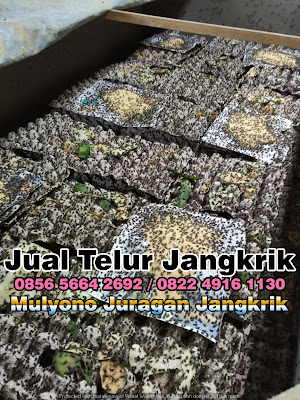 budidaya jangkrik, cara beternak jangkrik, cara budidaya jangkrik, cara ternak jangkrik, jual telur jangkrik, ternak jangkrik