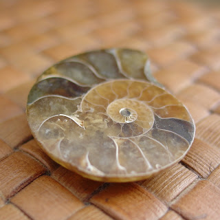 polished ammonite fossil