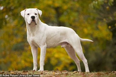 pictures of a dogo argentino